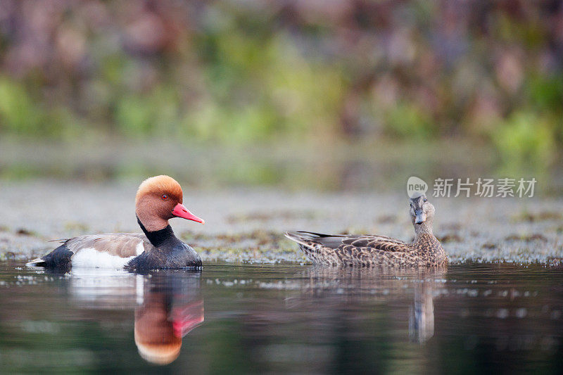 水鸟:成年雄性红冠潜鸭(Netta Rufina)和成年雌性红冠潜鸭(mreca strepera)